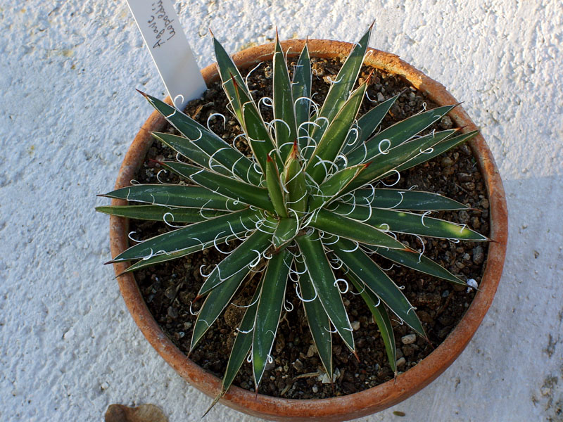 Agave leopoldii 