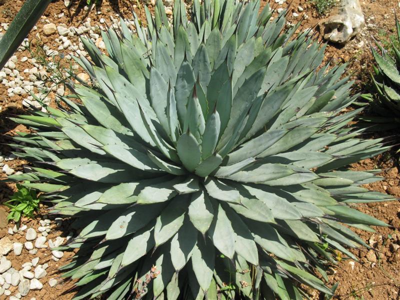 Agave macroacantha 