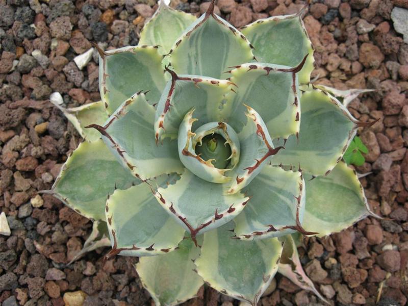 Agave potatorum v. verschaffeltii cv. kichijokan marginata 