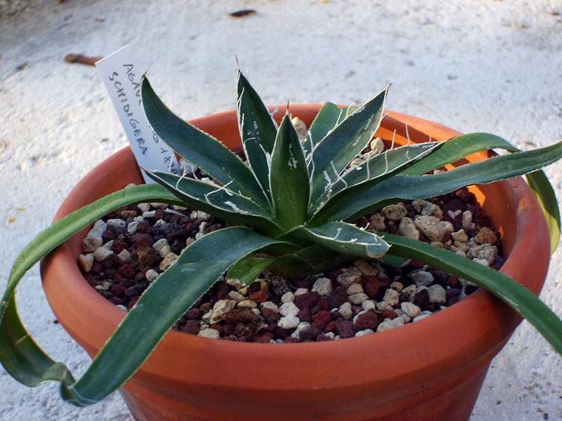 Agave schidigera 