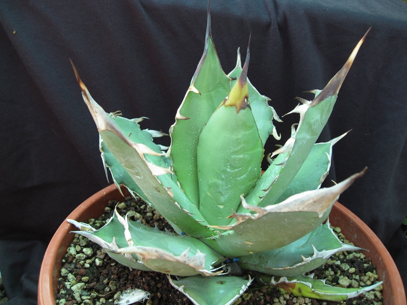 Agave titanota 