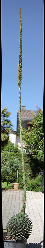 Agave victoriae-reginae 