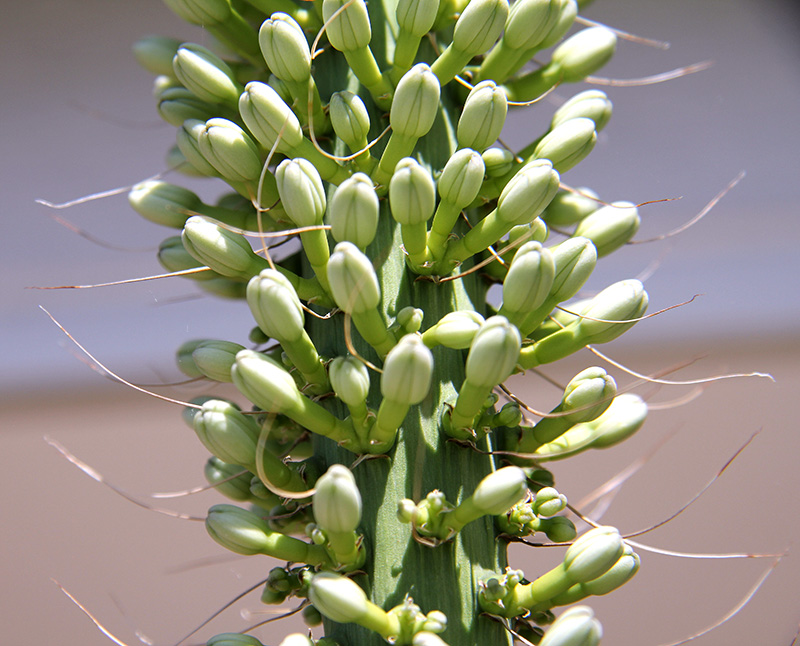 Agave victoriae-reginae 