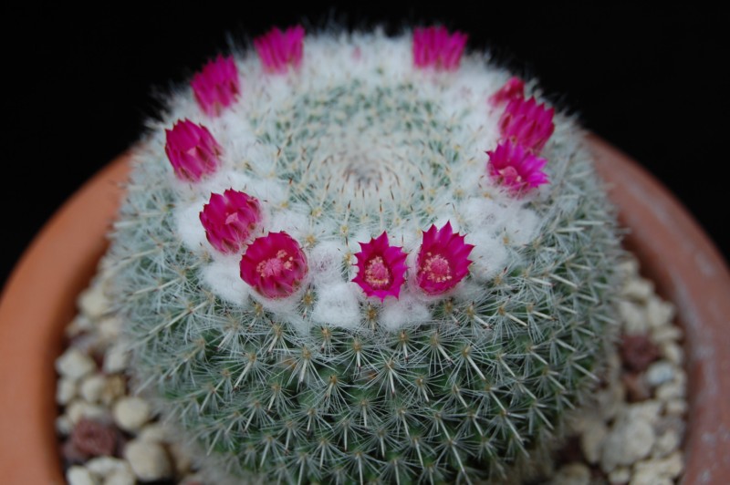 Mammillaria albata 