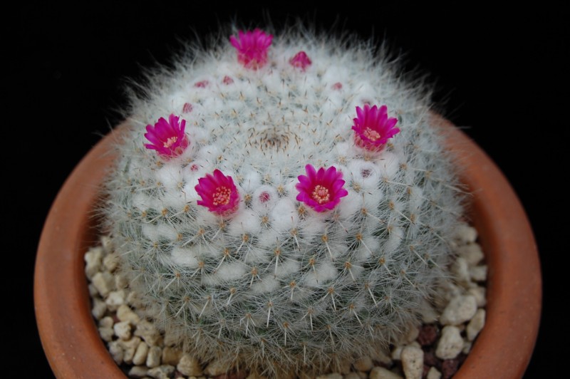 Mammillaria albata 