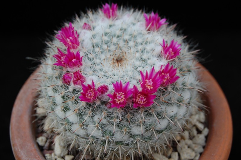 Mammillaria albata 