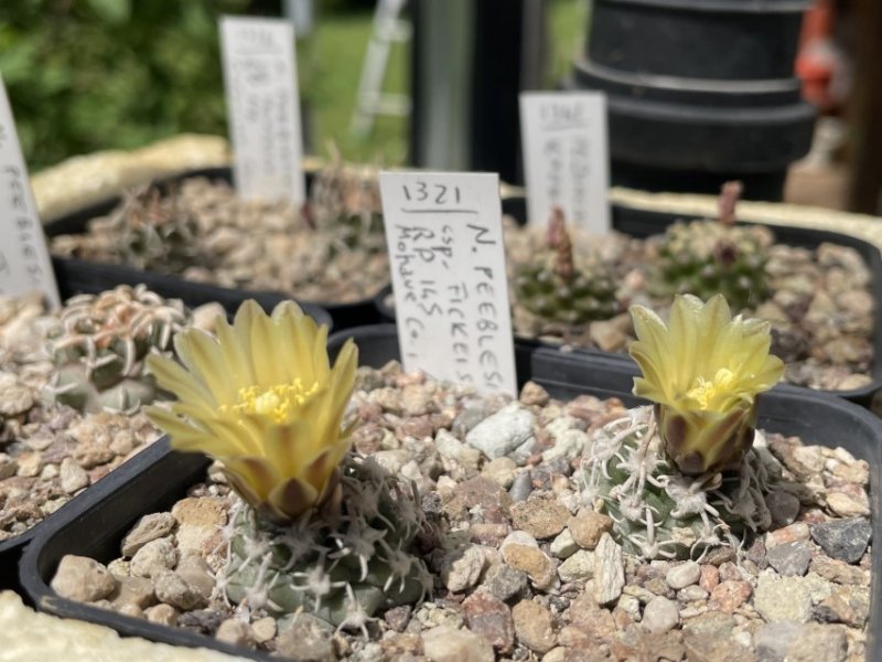 navajoa peeblesiana ssp. fickeisenii