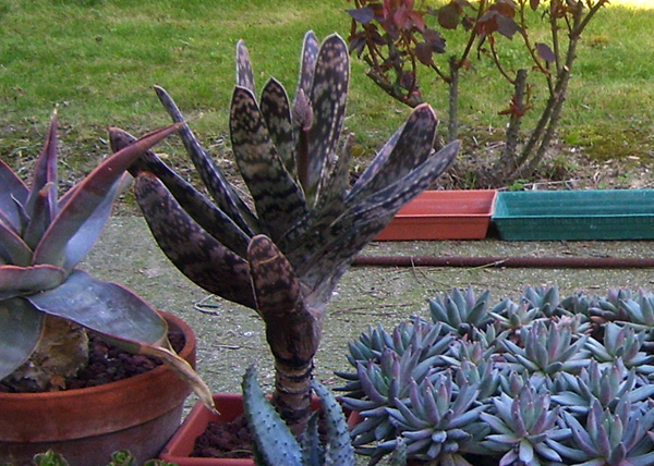 Cactofili - Forum di cactus e succulente :: Leggi argomento - angoletto di  giardino solo per loro