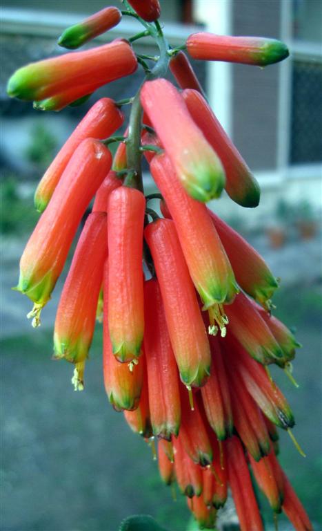Aloe ciliaris 