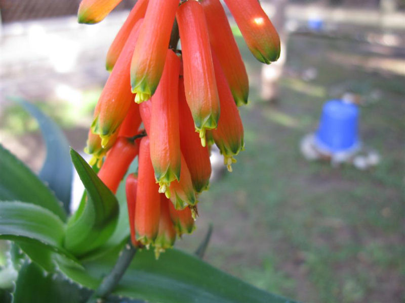 Aloe ciliaris 