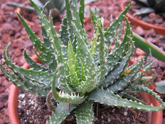 Aloe humilis 