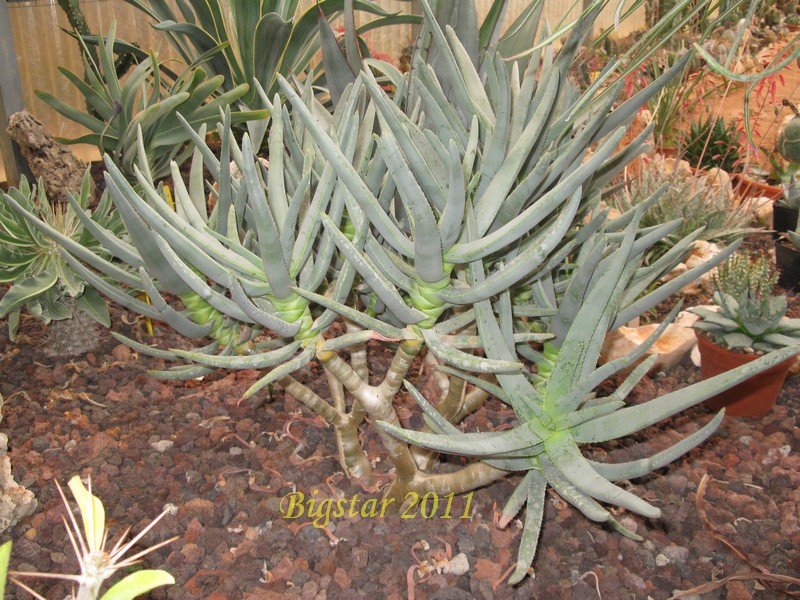 Aloe ramosissima 