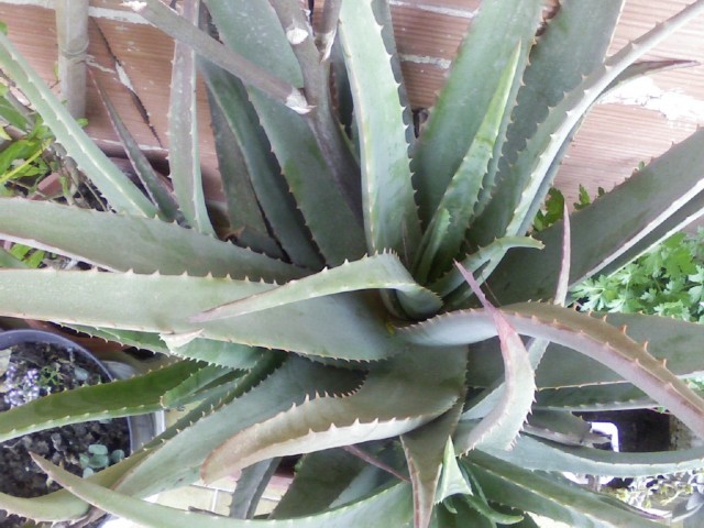 Aloe vera 