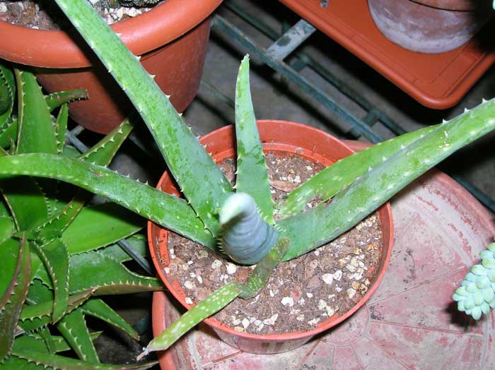 Aloe vera 