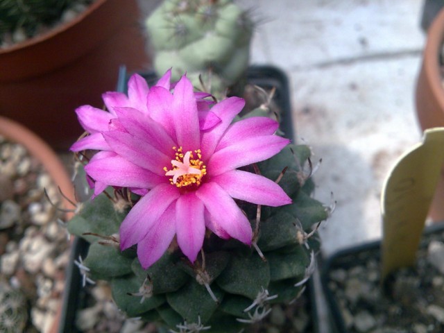 Turbinicarpus alonsoi 