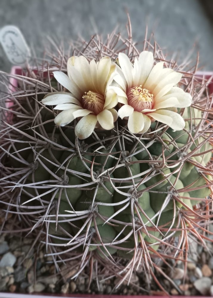 gymnocalycium ambatoense