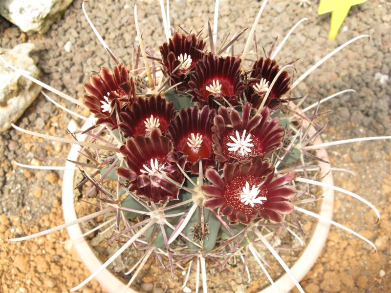 Ancistrocactus uncinatus v. wrightii 