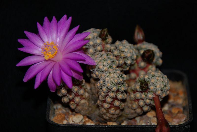 Mammillaria theresae P 370