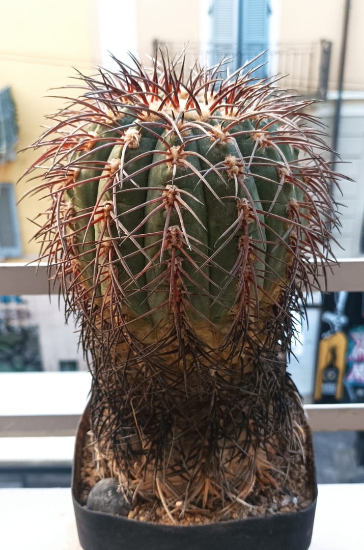 Gymnocalycium spegazzinii 
