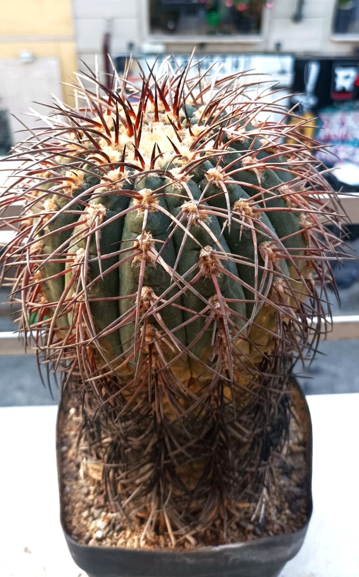 Gymnocalycium spegazzinii 
