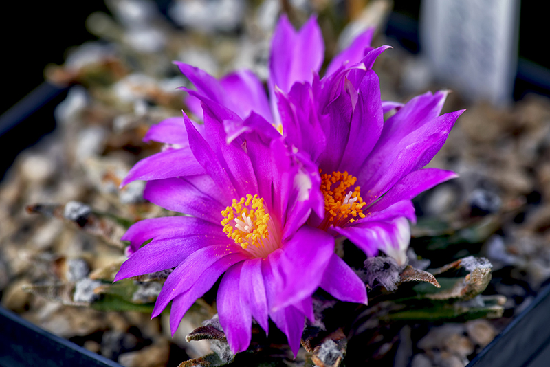 ariocarpus agavoides