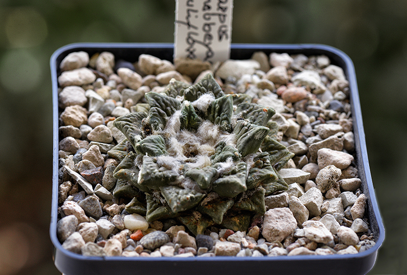 ariocarpus kotschoubeyanus x cauliflower