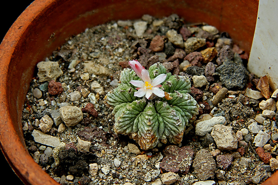 Aztekium ritteri 