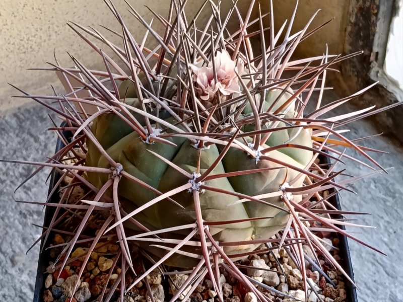 gymnocalycium armatum