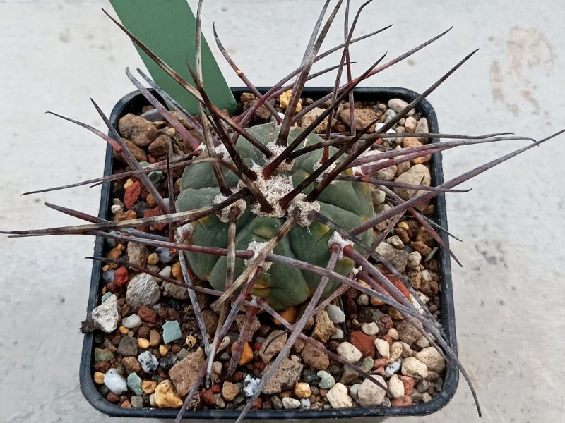 Gymnocalycium armatum LB 3925