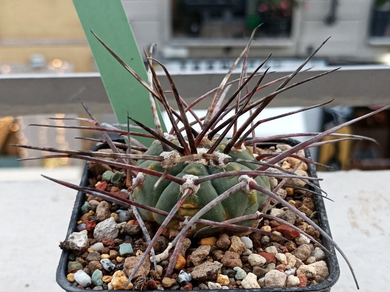 Gymnocalycium armatum LB 3925