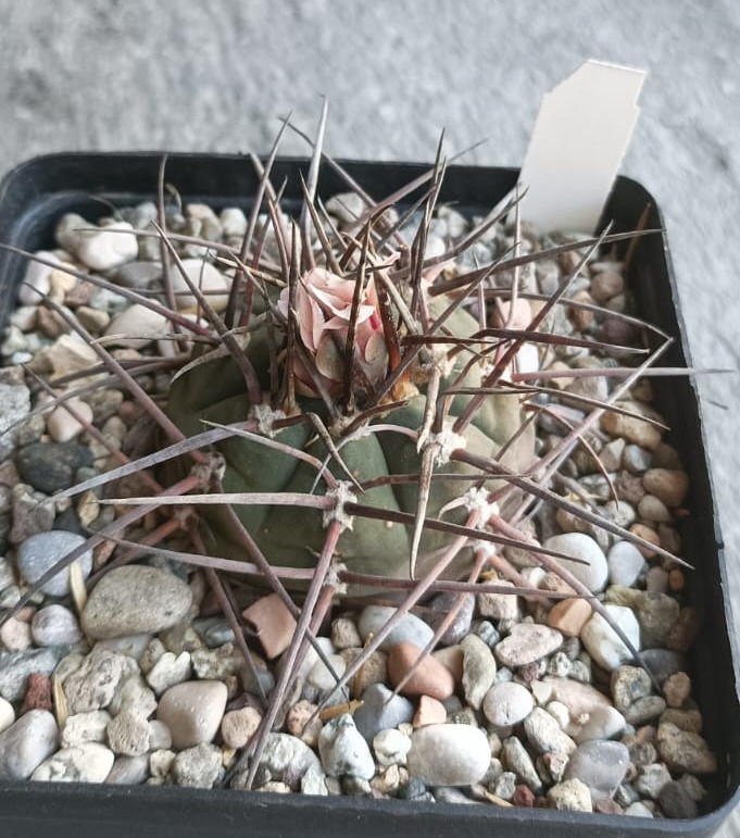 Gymnocalycium armatum 