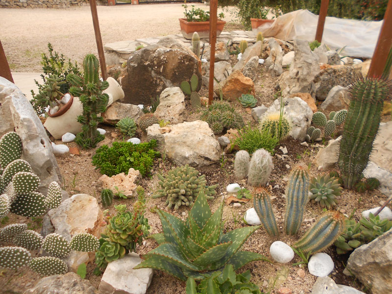 Realizzare un giardino roccioso con piante grasse 