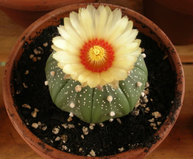 Astrophytum asterias 