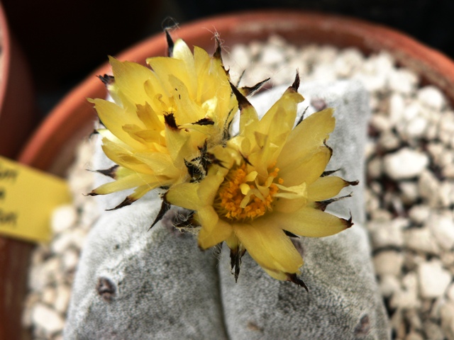 Astrophytum myriostigma v. quadricostatum 