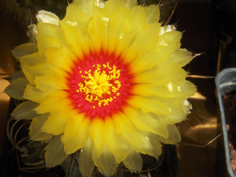 Astrophytum capricorne 