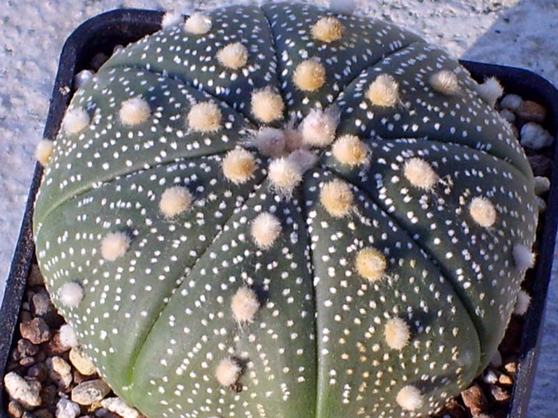 Astrophytum asterias 