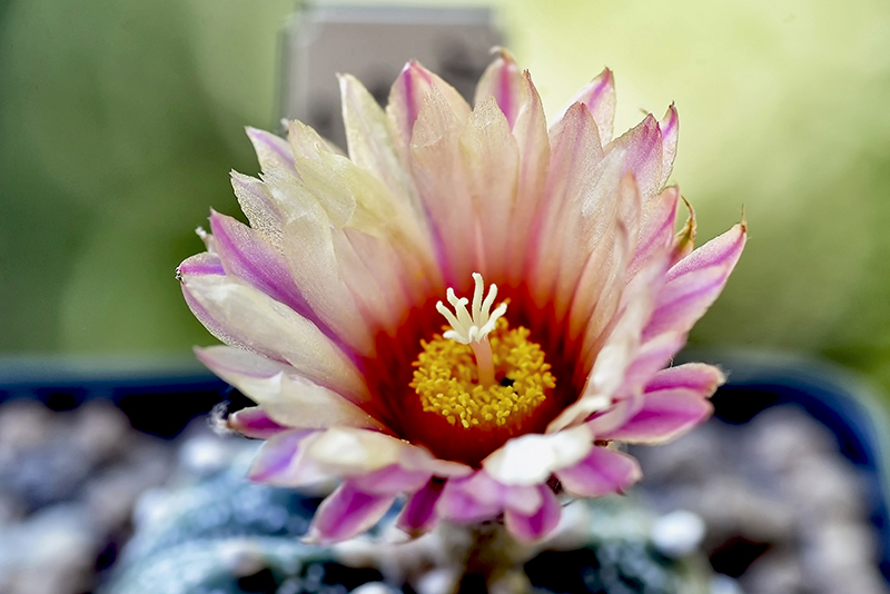 Astrophytum asterias cv. akabana 