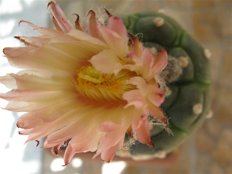 Astrophytum asterias cv. kikko turtle shell form 