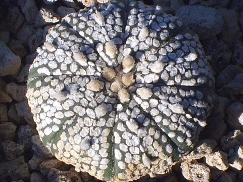 Astrophytum asterias cv. super kabuto 