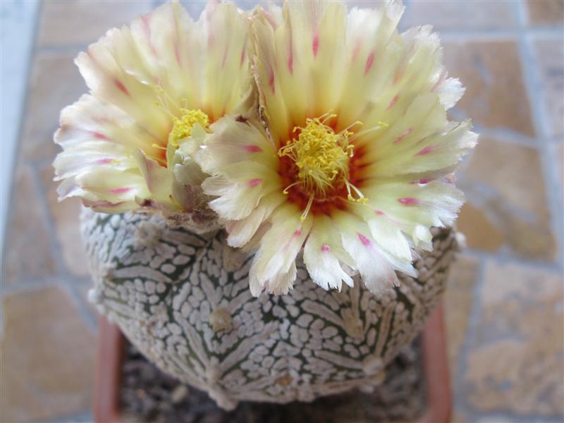 Astrophytum asterias cv. super kabuto v-type 