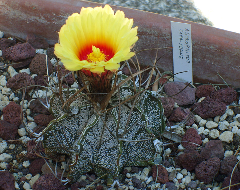 Astrophytum capricorne 