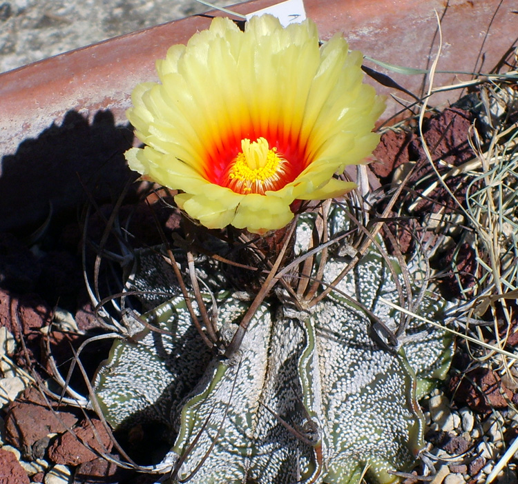 Astrophytum capricorne 