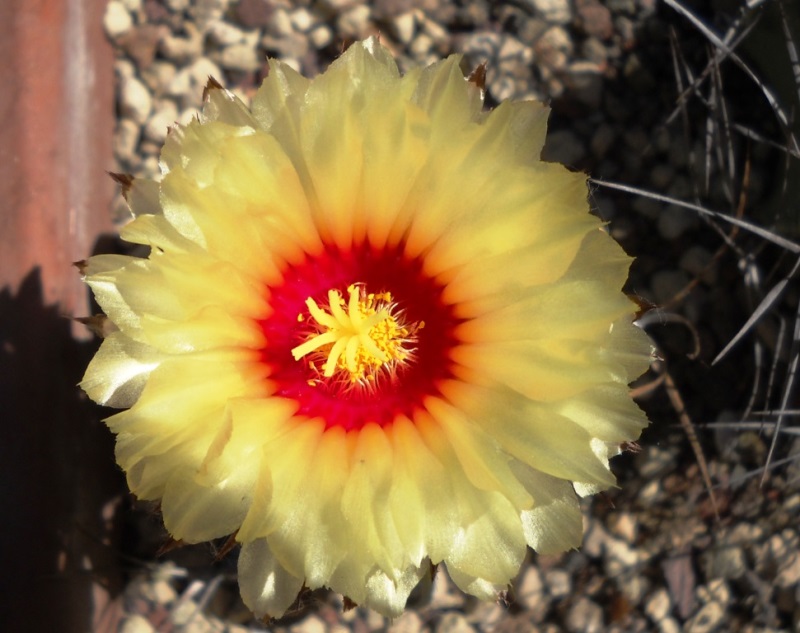 Astrophytum capricorne 