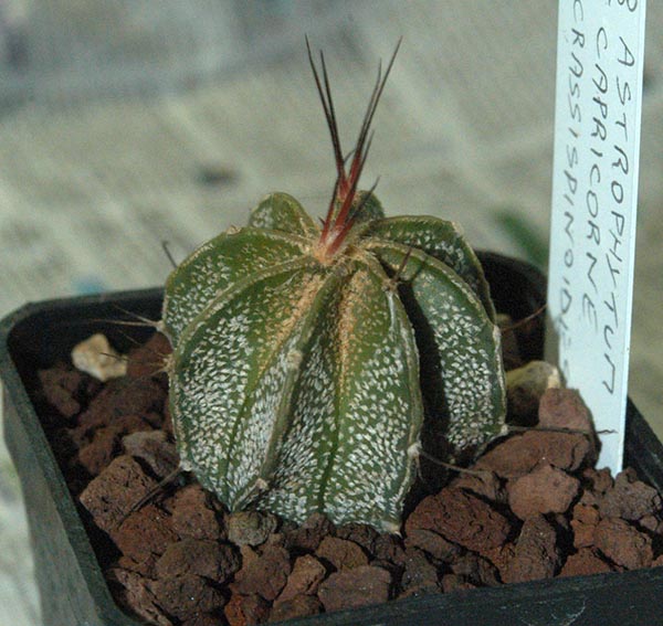 Astrophytum capricorne cv. crassispinoides 