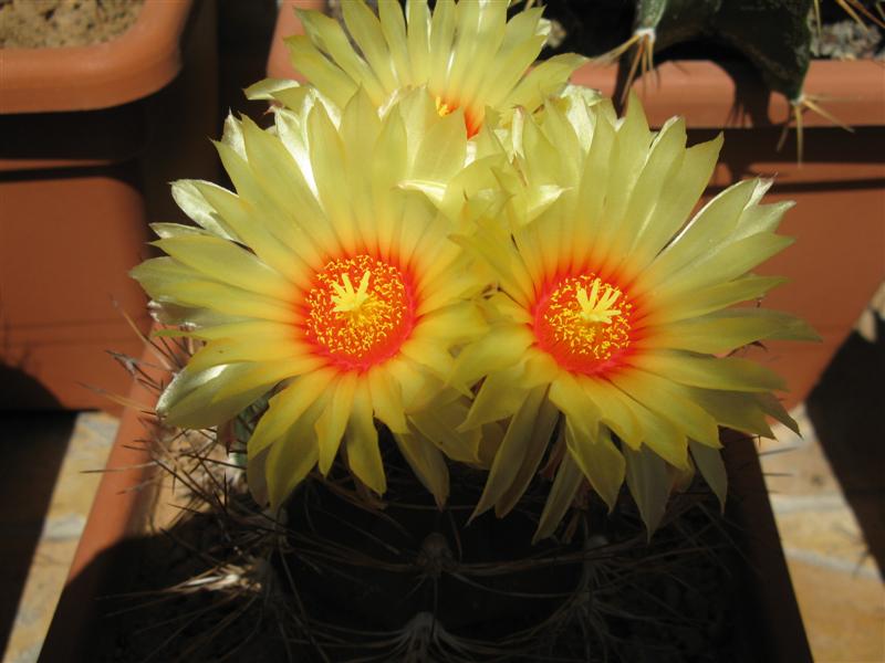 Astrophytum capricorne v. aureum 