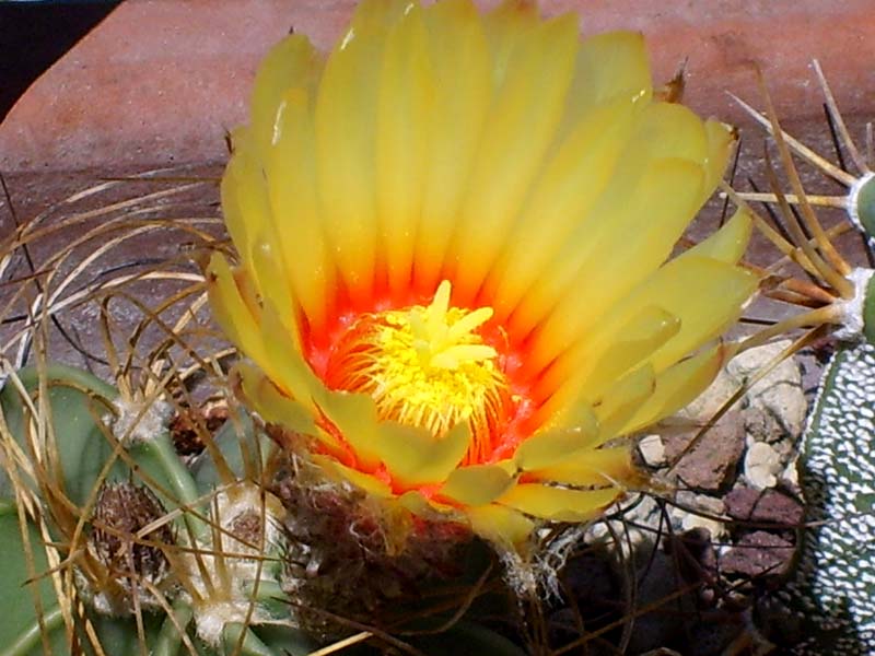 Astrophytum capricorne v. aureum 