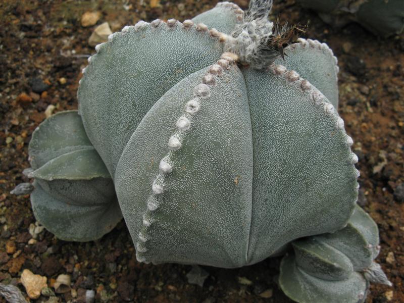 Astrophytum myriostigma 