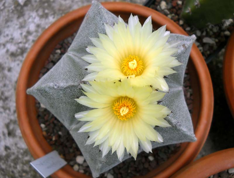 Astrophytum myriostigma 