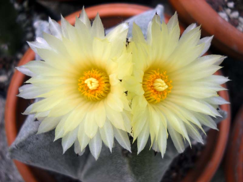 Astrophytum myriostigma 