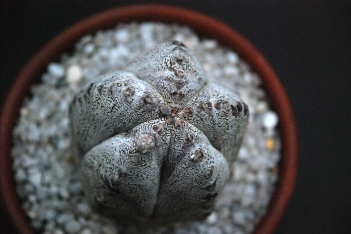 Astrophytum myriostigma cv. onzuka 